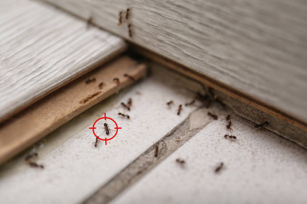 Best Bird Control  in Superior, WI
