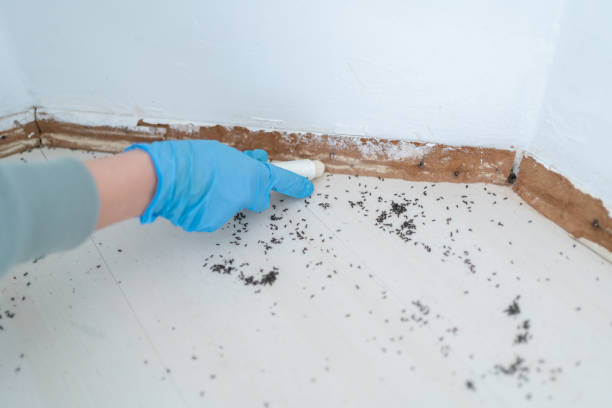 Best Wasp Removal Services  in Superior, WI